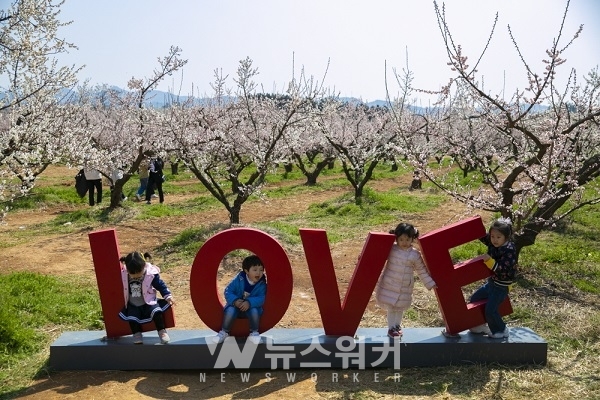 해남군, 땅끝매화축제 취소... 대규모 행사 자제