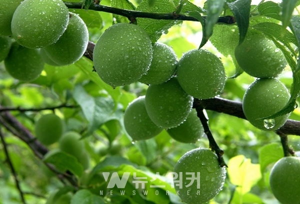 광양시, 우수농산물(GAP) 인증비 전액 지원