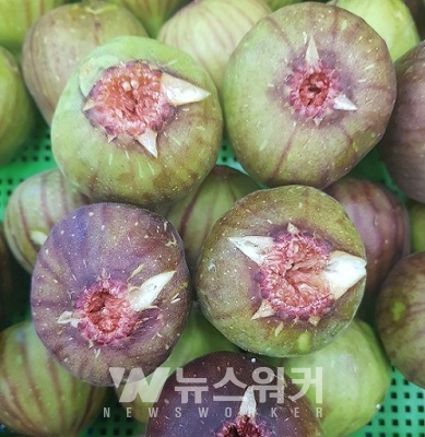 전남농협, 상큼애 무화과... 전국 도소매 유통채널로 공급