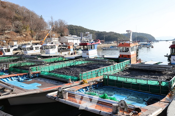 청정해역 고흥군, 2023년산 물김 본격 생산