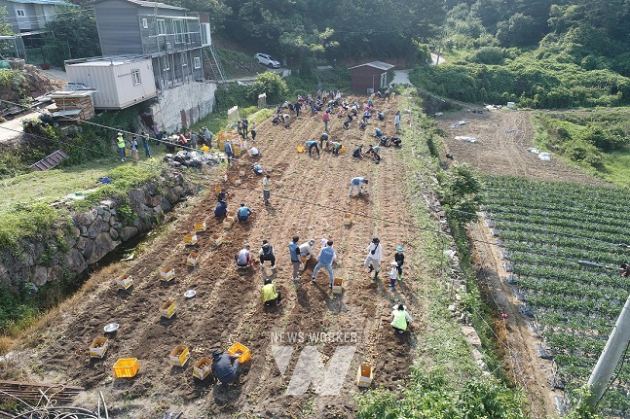 농산물 수확부터 구매까지… 광양제철소 프렌즈봉사단, 일손 부족 농가 위해 두 팔 걷어올렸다