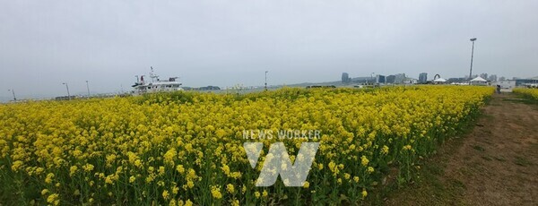 여수광양항만공사, 황금빛 바다! 여수엑스포 유채꽃밭 무료 개방