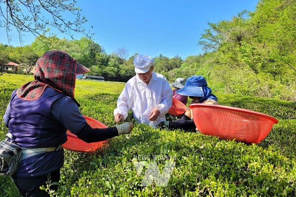 전남도, 5월의 친환경 농산물에 보성 유기농 녹차 선정
