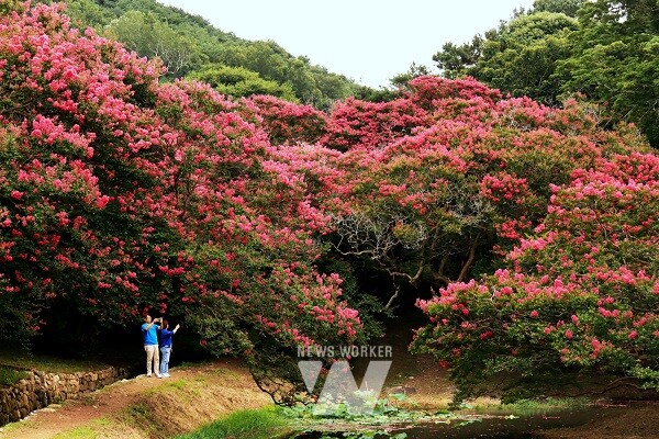 [포토] 백일홍으로 붉게 물든 담양 명옥헌원림
