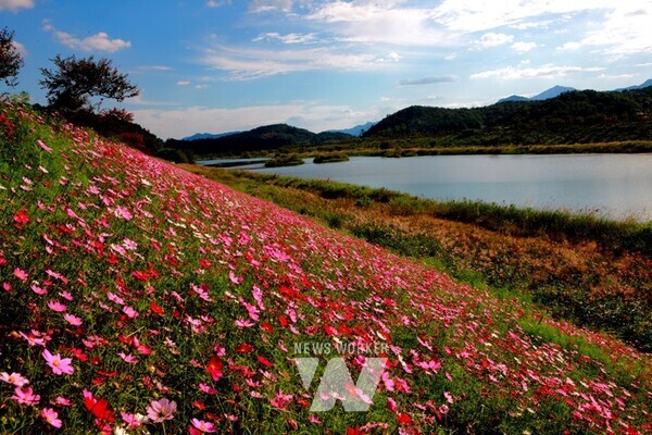 곡성군, 석곡 코스모스 음악회개최... 대황강변 코스모스 활짝