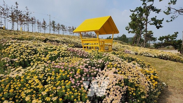 섬 아자니아 꽃 축제