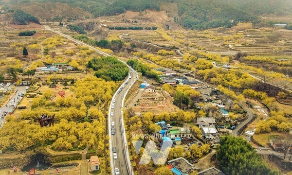 구례산수유꽃축제