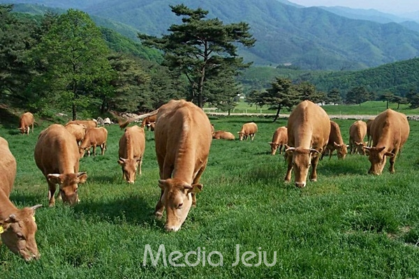 제주시 한우 사육농가 감소, 전체 사육두수는 오히려 늘어