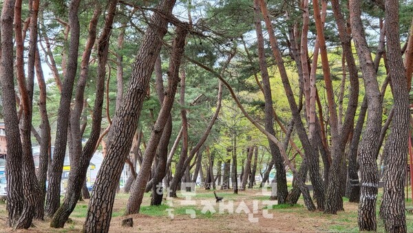 세계 최초의 식목 송림숲, 이대로 좋은가