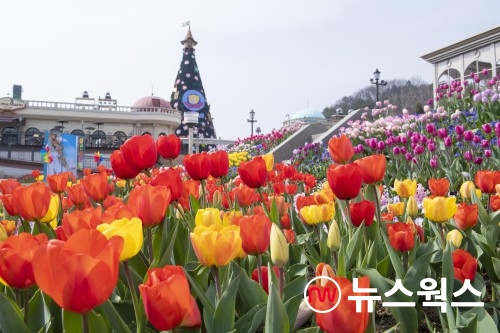 에버랜드, 개장 45주년 맞아 자연농원 시절 튤립정원 재현