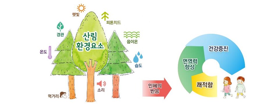 [NW뷰] 세계 숲 매년 1000만㏊씩 사라져…한국, 1인당 도시숲 13㎡ 목표 꼭 이뤄야