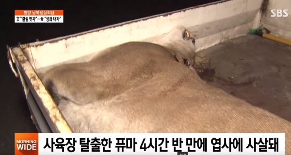 퓨마 사살, 죽어서도 눈요깃감 된 사연… 포대자루 덮고 퇴장한 마지막 씁쓸