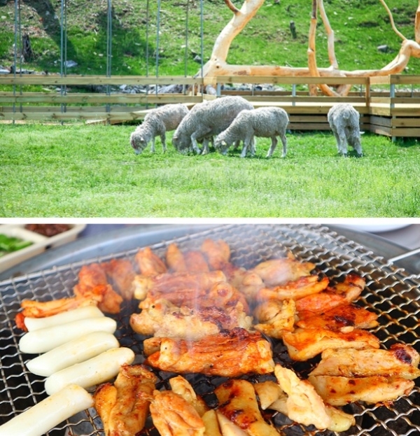 [춘천 숯불닭갈비 맛집로드] 소양강스카이워크 따라 전통노포 농가닭갈비로!