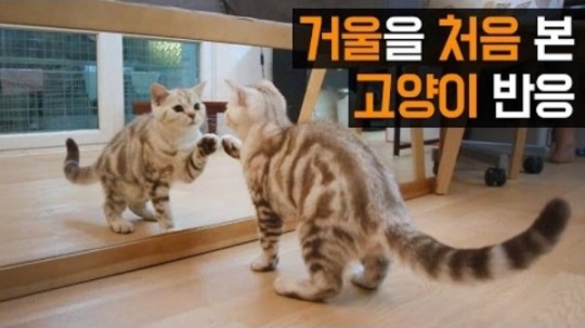 [MCN입문서] 눈으로 키우는 반려동물,  애니멀(Animal) MCN