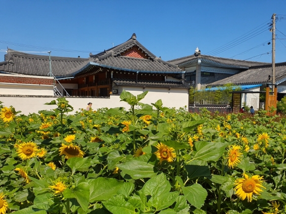 `황리단길에 해바라기꽃 구경 오세요`