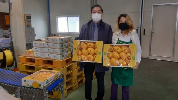 고령군, 다산 참외 첫 출하...121개 농가 재배