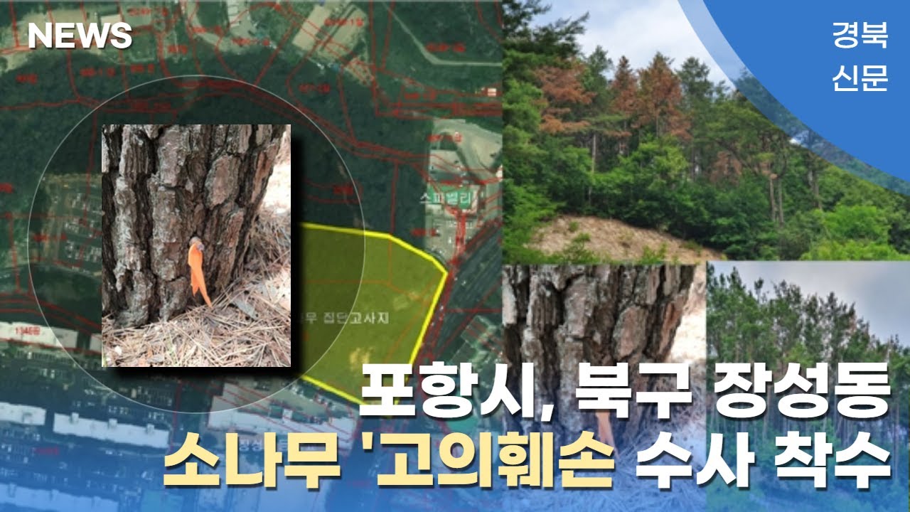 포항시, 북구 장성동 인근 소나무들 집단고사… `고의 훼손` 수사 착수