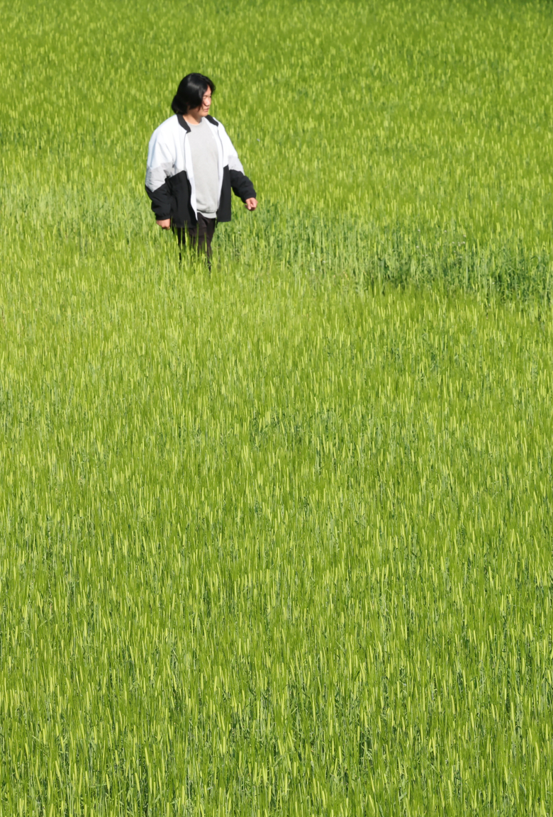 [카메라 속 세상] 청보리의 계절