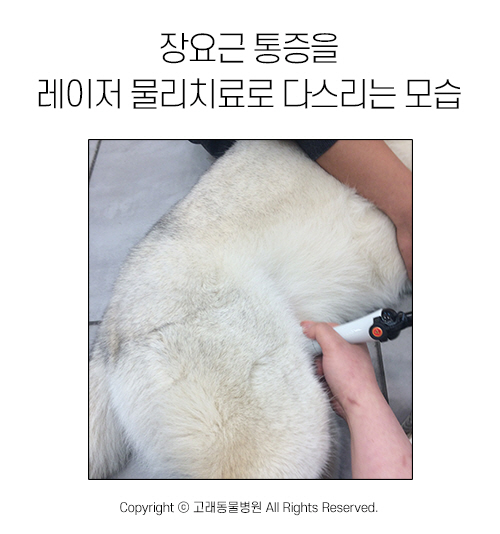 [반려동물 건강이야기] 사타구니 통증 부르는 장요근 손상을 아시나요?