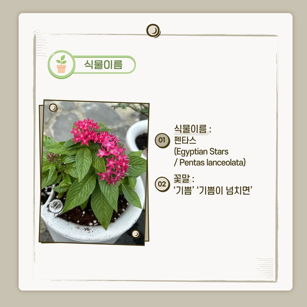 [반려식물 이야기] 밤하늘의 별다발이 눈앞에… 기쁨이 배가 되는 펜타스