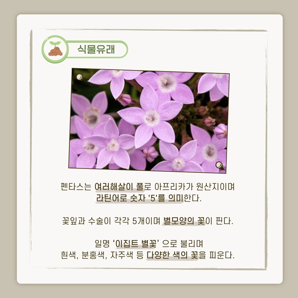 [반려식물 이야기] 밤하늘의 별다발이 눈앞에… 기쁨이 배가 되는 펜타스