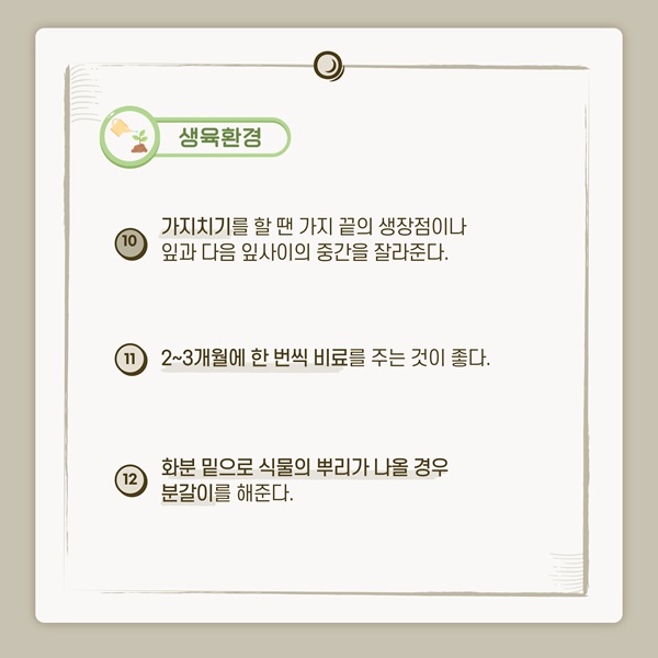 [반려식물 이야기] 밤하늘의 별다발이 눈앞에… 기쁨이 배가 되는 펜타스