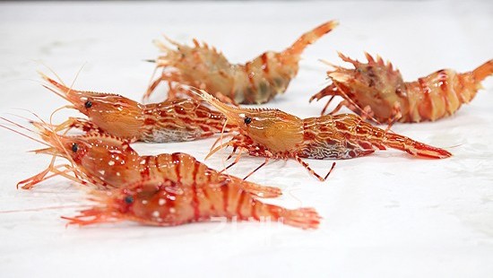  경북지식재산센터, 독도새우 브랜드 개발 본격화 