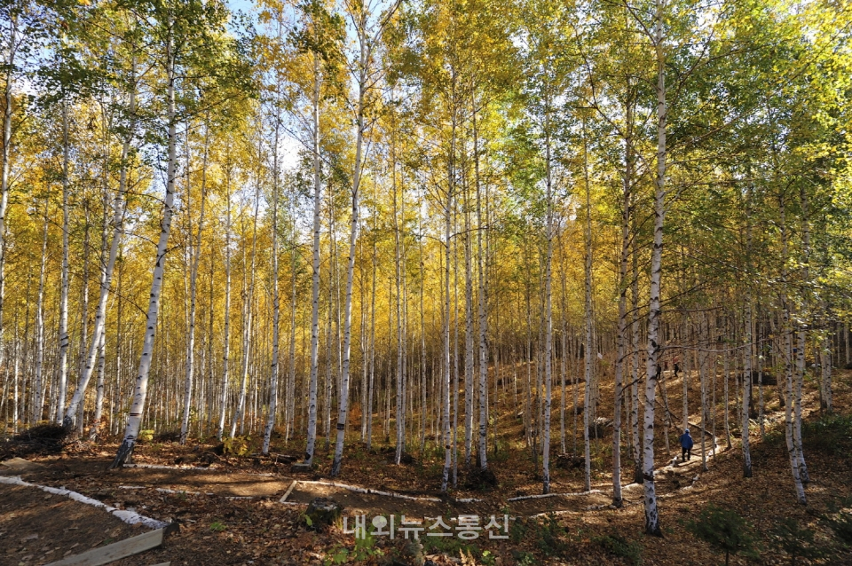 산림청, 원대리 자작나무숲 10월 추천 국유림 명품숲으로 선정