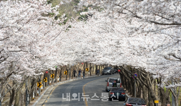 팔공산 벚꽃축제
