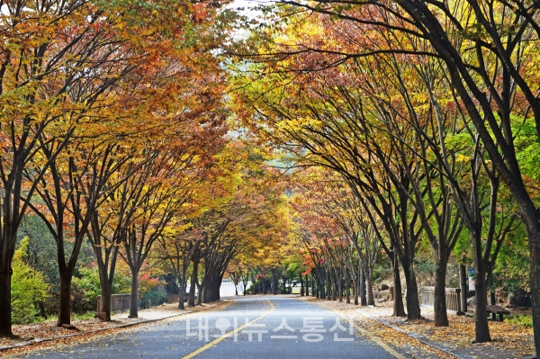 팔공산 단풍축제