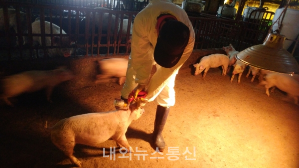 안동시, 제21차 구제역 일제 정기접종 실시