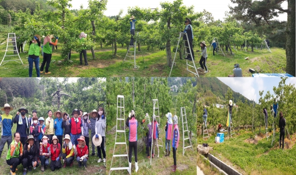 거창군, 농업인력지원단 농촌일손돕기 추진