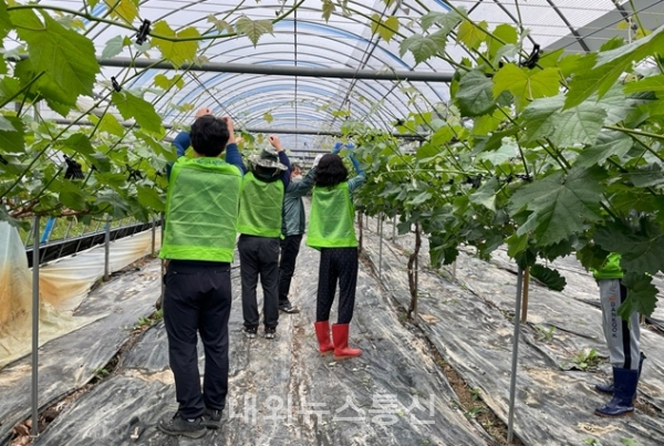 충북도 농정국, 충북에서 살아보기 참가자와 함께 농촌일손 지원