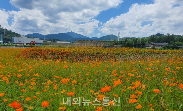 평창군, 올림픽플라자에 만개한 꽃...화사한 자태 뽐내