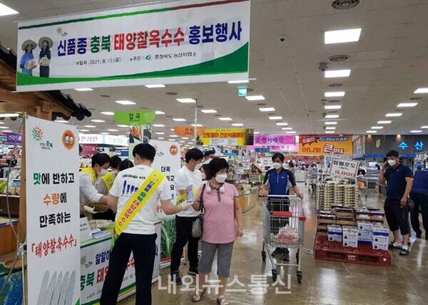 충북 찰옥수수 신품종 태양찰 홍보행사 성황