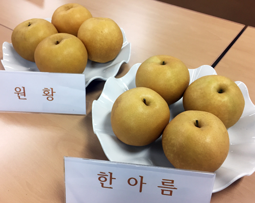 맛 좋은 조생배 한아름...생산량 늘려야