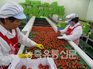 [진단] 소비 트렌드에 민감한 토마토, 알고 재배하자