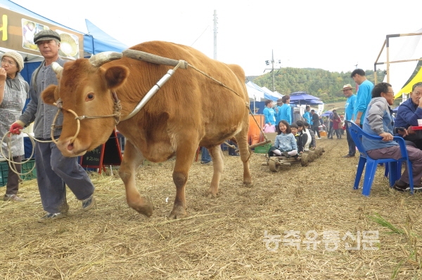 [포토 스케치] 제 3회 사랑말한우-국화 축제