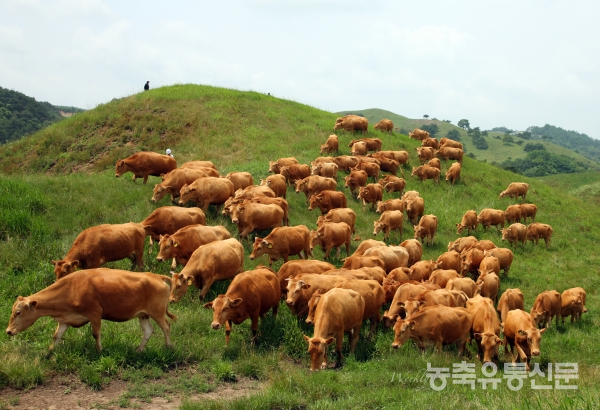 한우 사육, 새로운 전략 찾는다…한·미·일 국제 학술토론