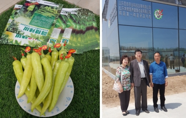 제일씨드바이오, 당조고추 413만 달러 중국 수출
