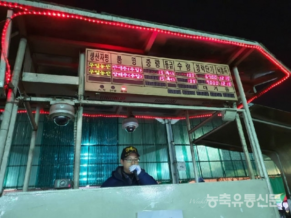 가락시장 수입 양배추 경매소식에 농가 분위기 격양