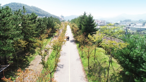 도심 가로수 체계적 관리 지침서 나왔다