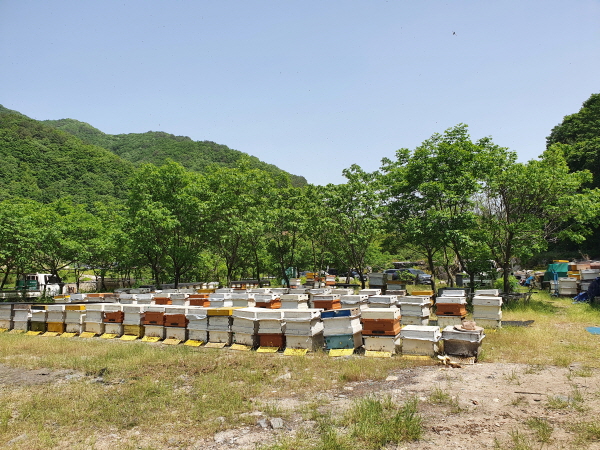 [뉴스픽업]위기의 양봉산업…2년 연속 흉작 양봉농가 고사 직전