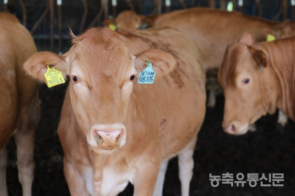 [유병윤 대표] 번식은 한우산업의 꽃 한우 명문 청운농장
