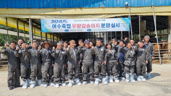 여수축협, 우량 암송아지 분양 실시