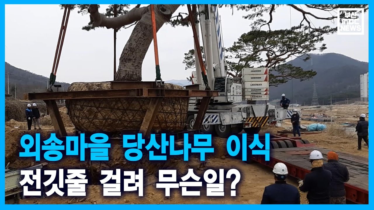외송마을 당산나무 이식.. 전깃줄 걸려 무슨일?