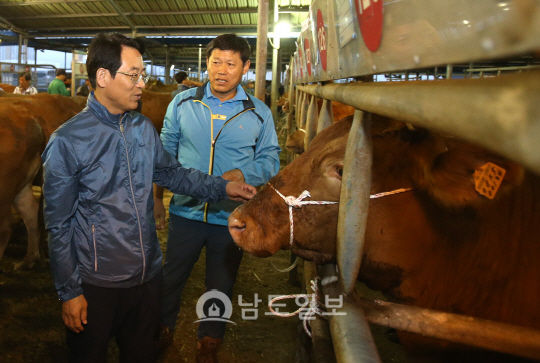 강진착한한우 등급률 역대 최고…농가소득 기대