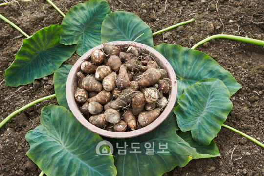 김건모 열정 곡성 토란 품귀 현상