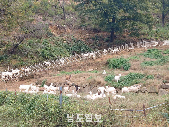 [사람&스토리]최고의 산양유 생산 위해 끊임없이 노력