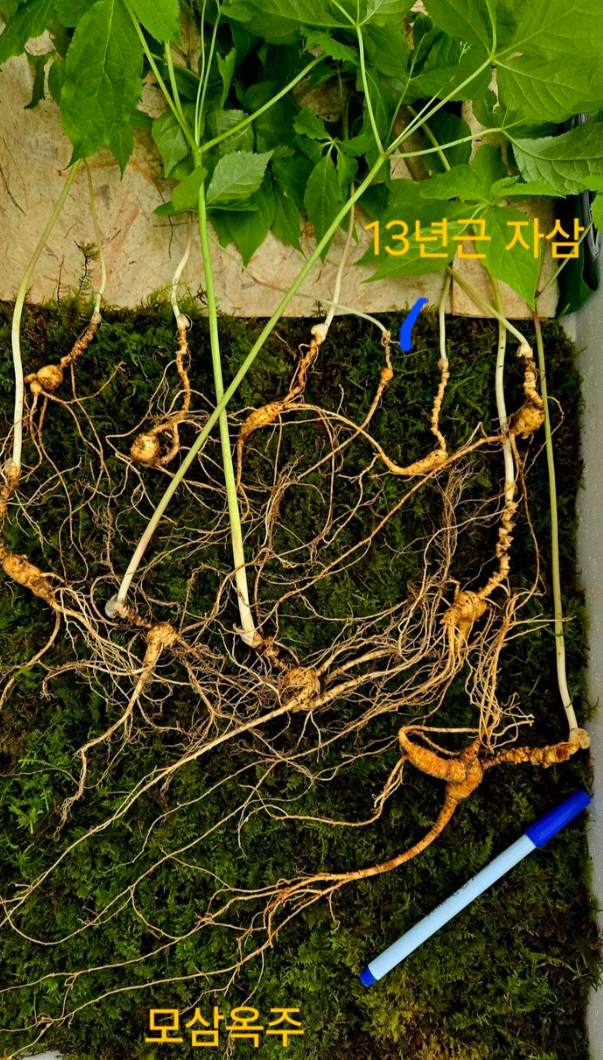 모후산서 100년근 천종산삼 11뿌리 발견…감정가 1억2천만 원